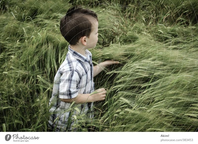 The catcher in rye III Masculine Child Boy (child) Infancy 3 - 8 years Environment Nature Landscape Summer Agricultural crop Meadow Field Shirt Short-haired