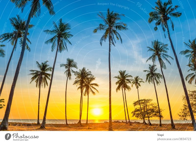 beautiful beach sunsets palm trees