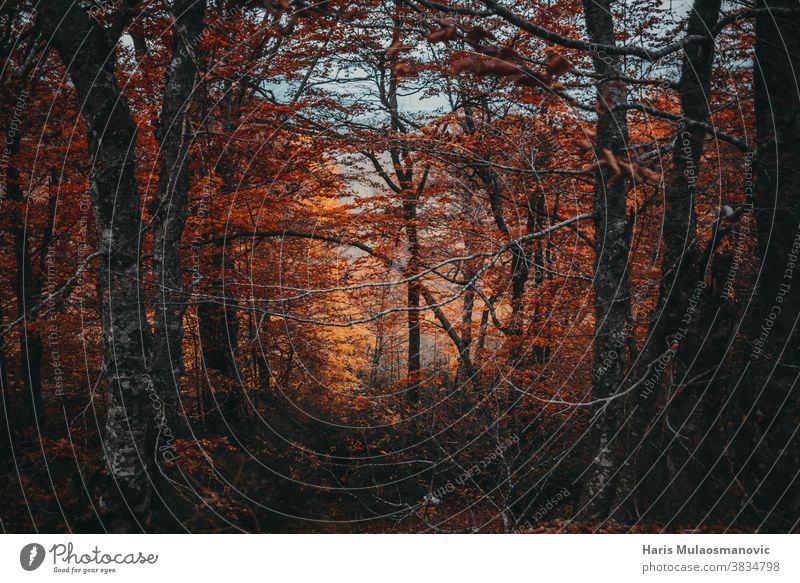 Autumn forest with orange leaves autumn autumn vibes background beautiful bright color colorful environment fall foliage fresh air golden green landscape leaf