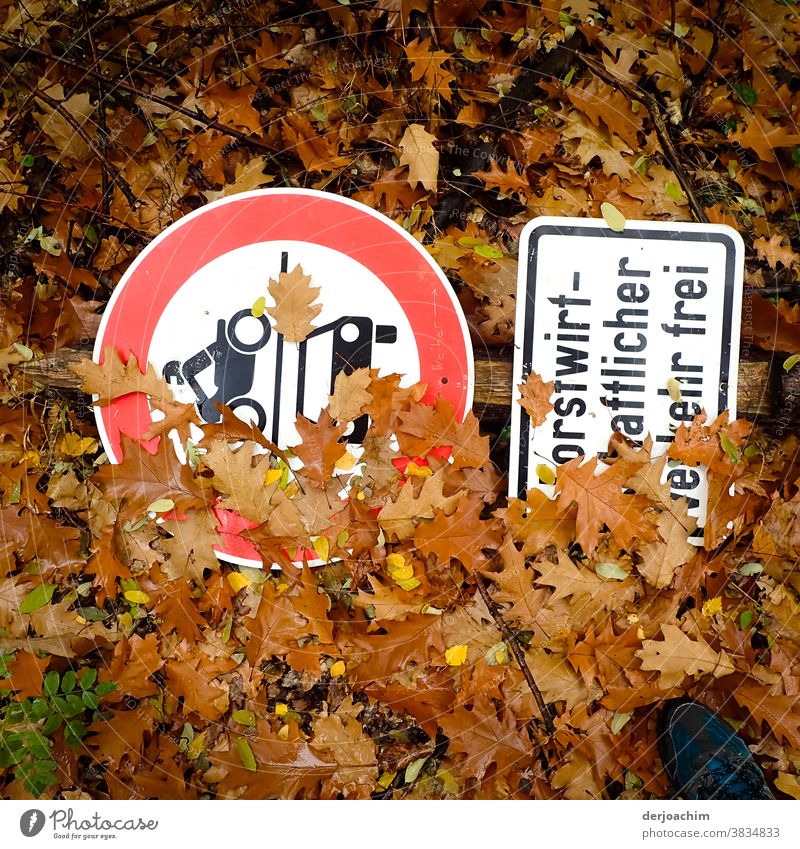 Signs in the forest, two traffic signs are on the forest floor. Partially covered by brown leaves. Signs and lettering Lines and shapes Nature Colour photo