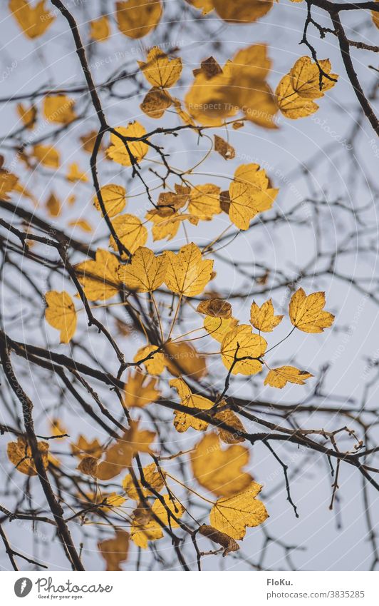 Yellow leaves against autumn sky Autumn foliage autumn mood Branch branches twigs Autumn leaves Tree Treetop Nature Environment Plant Gloomy Bad weather