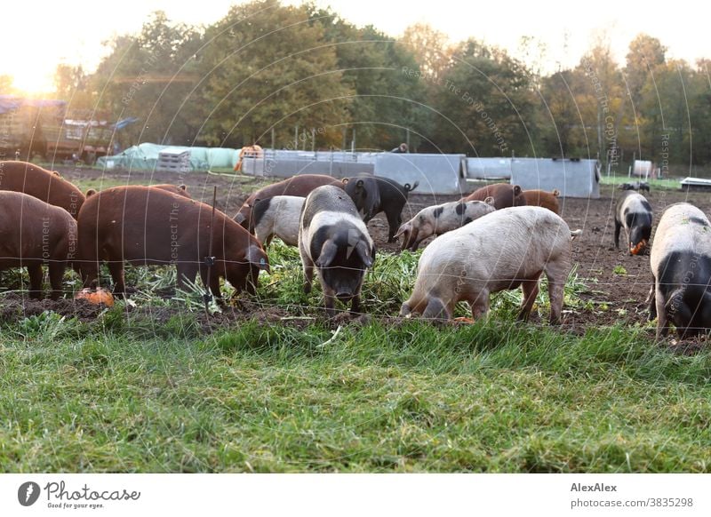 A horde of colourful domestic pigs rooting through fresh greenery and pumpkins in their exercise Pigs Pet animals Willow tree Pig pasture pig fattening