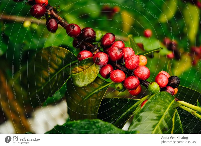 Coffee Plant coffee plant coffee bean Bean red berries Colombia Salento leaves Exotic exotic plants Red raindrops Wet