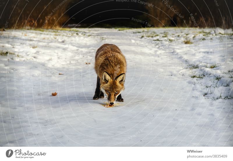 The fox is happy about the egg, but remains alert Fox Egg Feed Snow Winter Feeding watch vigilantly Skeptical anxiously Be confident Prey Curl off Park Forest