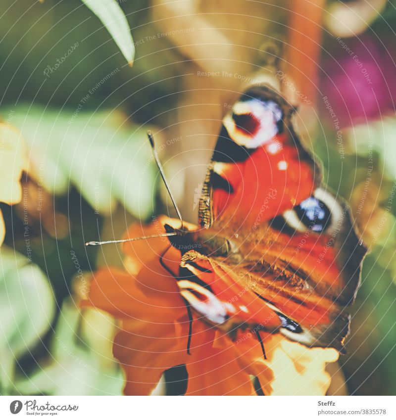 Butterfly in beautiful autumn weather Peacock butterfly Autumnal weather warm colors butterflies Aglais io Inachis io golden october Start of autumn October