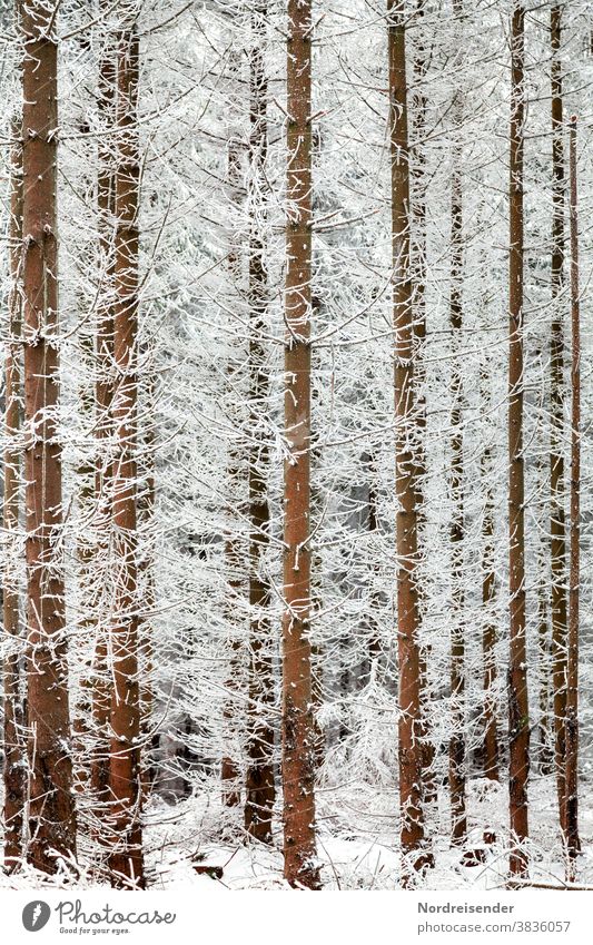 Trees died by the bark beetle in winter Bark-beetle dead Snow Winter Frost Beetle Beetle trees pest insect Forest Forest death Tree trunk Log Plagues Weather