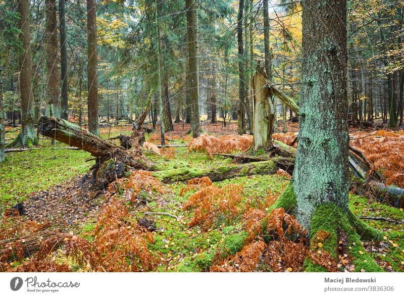 Deep forest with fern and moss in rainy autumn. deep wet tree fall nature landscape green foliage season colorful plant natural environment outdoor beautiful