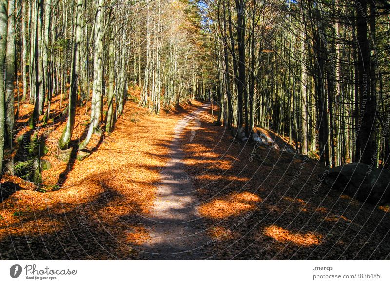 beaten path Deciduous forest Deciduous tree Lanes & trails Target hiking trail Trail Leaf Many Orange Forest Nature Environment Autumn Shadow Light Trip