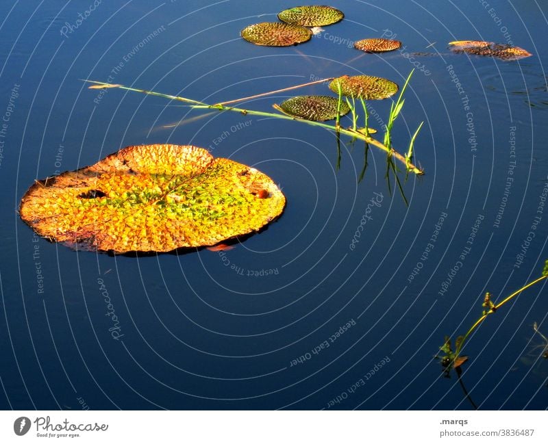 pond Garden Round Environment Botany Nature Aquatic plant Plant Water lily Lake Body of water Pond Leaf water lily Water lily leaf Blue Water lily pond