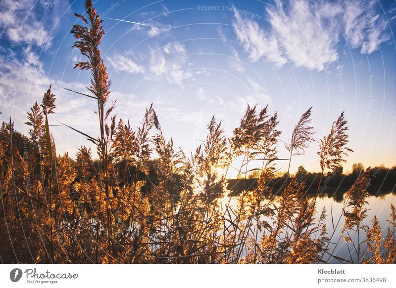 Impressions at the lake - sunset atmosphere seen through tall grasses Sunset Moody evening mood Autumnal silent tranquillity Landscape Nature Exterior shot Sky