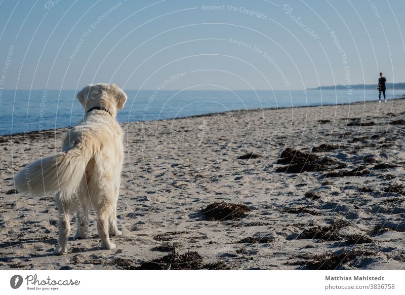 Golden Retriever recognizes humans Dog Beach Sand coast Ocean Animal Pet Colour photo Exterior shot Nature Animal portrait Joy Happy Happiness Cute