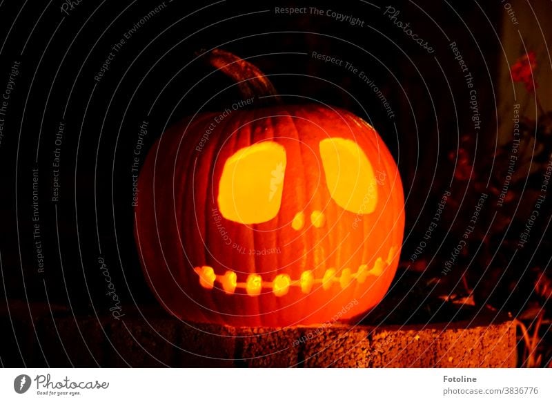 Hello there! - or a Halloween pumpkin stands on a rock garden and shines brightly. Hallowe'en Pumpkin Carve Carving Orange Autumn Vegetable Food October