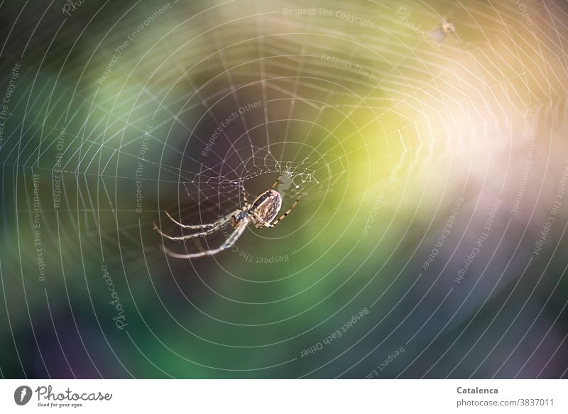A spider sits in her web Nature fauna weaving spiders Araneae arachnids Articulate animals Spider's web Spin Crawl Summer Garden
