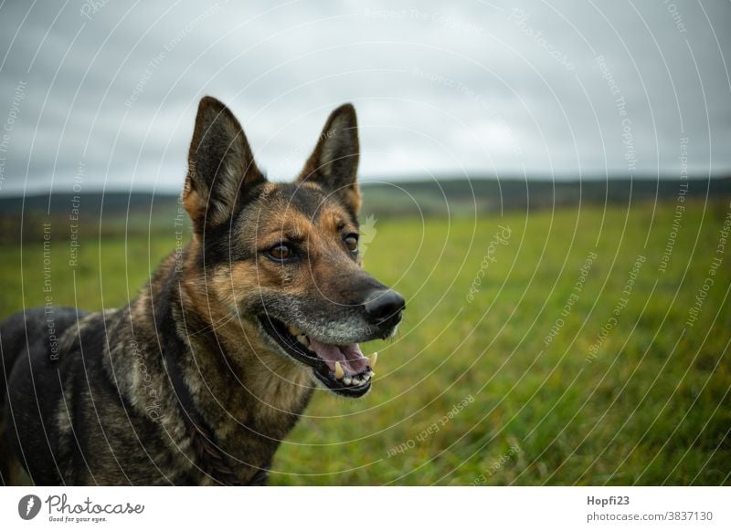 German shepherd dog on a meadow German Shepherd Dog Pet Animal Colour photo Animal portrait Exterior shot Shepherd dog Pelt 1 Cute Looking Deserted Day