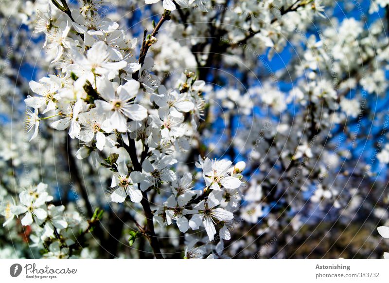 blossoms Environment Nature Landscape Plant Sky Spring Tree Bushes Rose Blossom Park Forest Blossoming Bright Blue Black White Branch Fruit trees