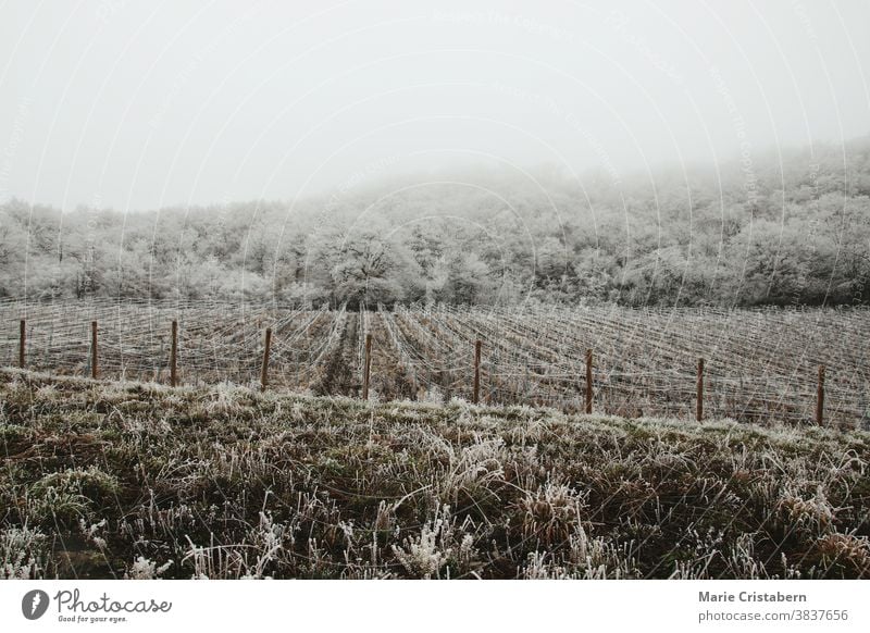 Frost covering the famous vineyards of Bernkastel-kues in Germany climate wintry frigid seasonal winter landscape snow covered trees fairytale wonderland scenic