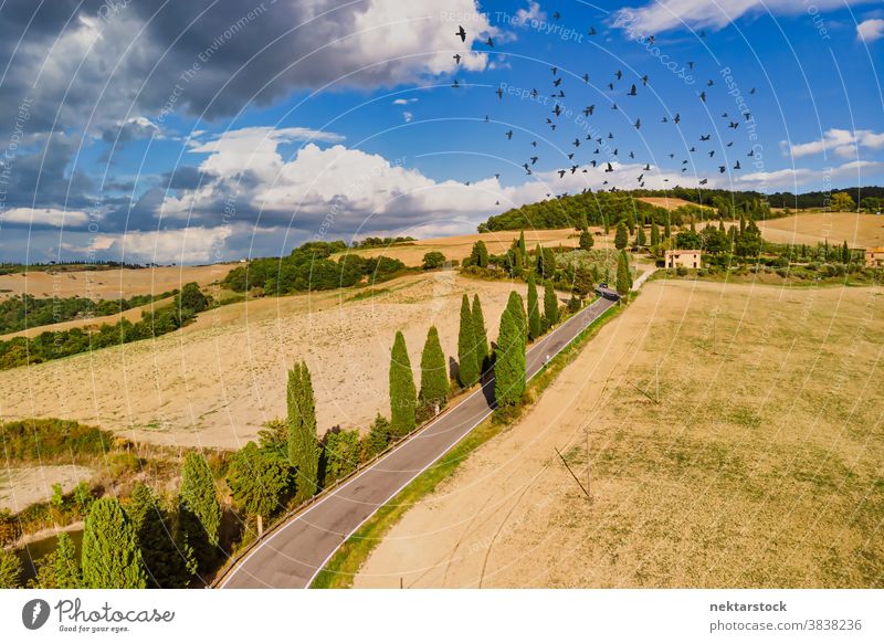 Fields and Road with Bird Flock in Summer Sky in Tuscany Italy road agriculture field flock bird rural farmland sky good weather countryside road less travelled