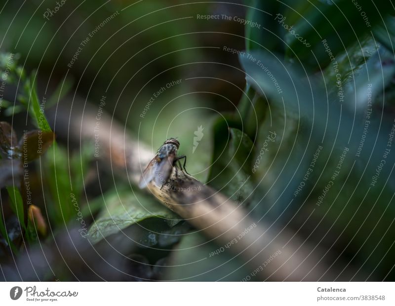 The fly is still resting a little Garden Small Green Sit Insect Animal Plant fauna flora Nature Autumn vegetation plants Brown