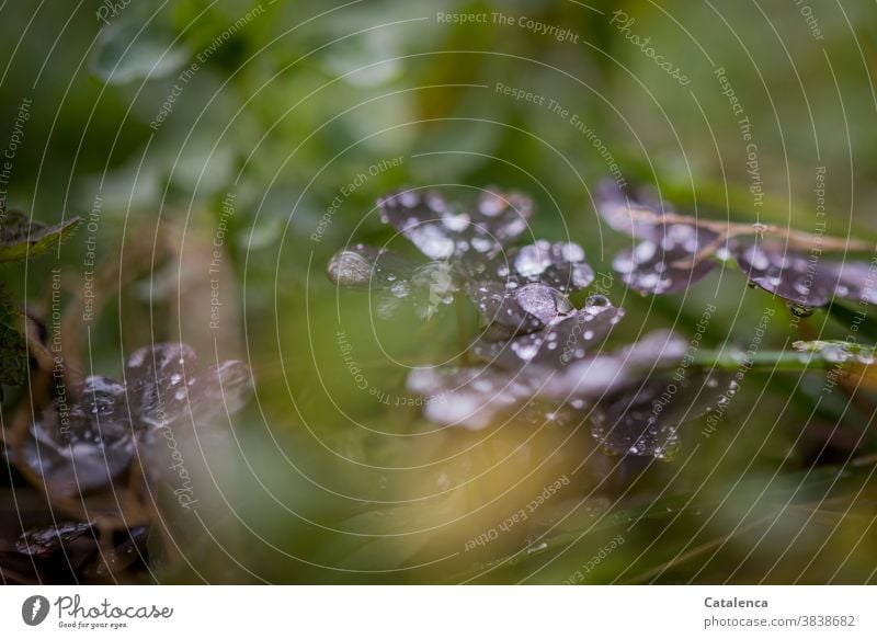 Raindrops on red lucky clover Nature flora Plant wax leaves Drop Water Wet raindrops Clover red melilot Garden Green Red Gray Grass blades of grass Flourish