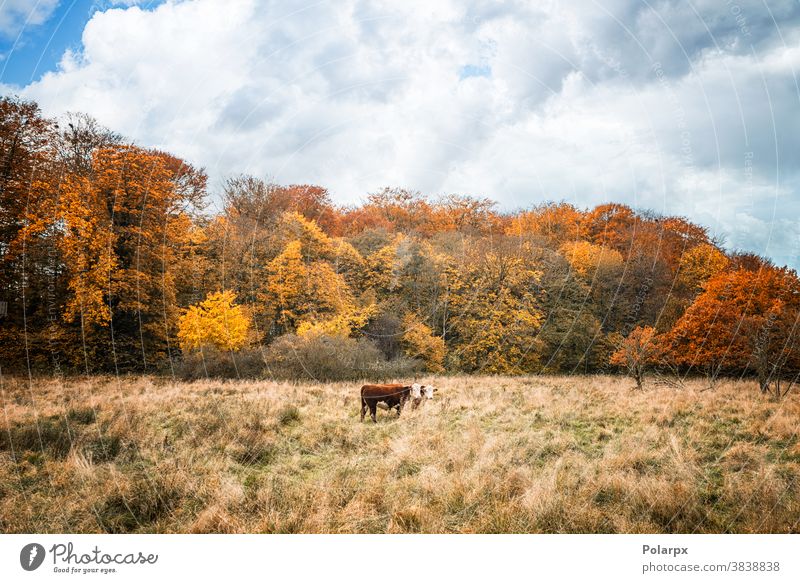 Two Hereford cows on a meadow in the fall forest free range woods ranch farmer land environment colorful standing season rural flock outdoors domestic farmland