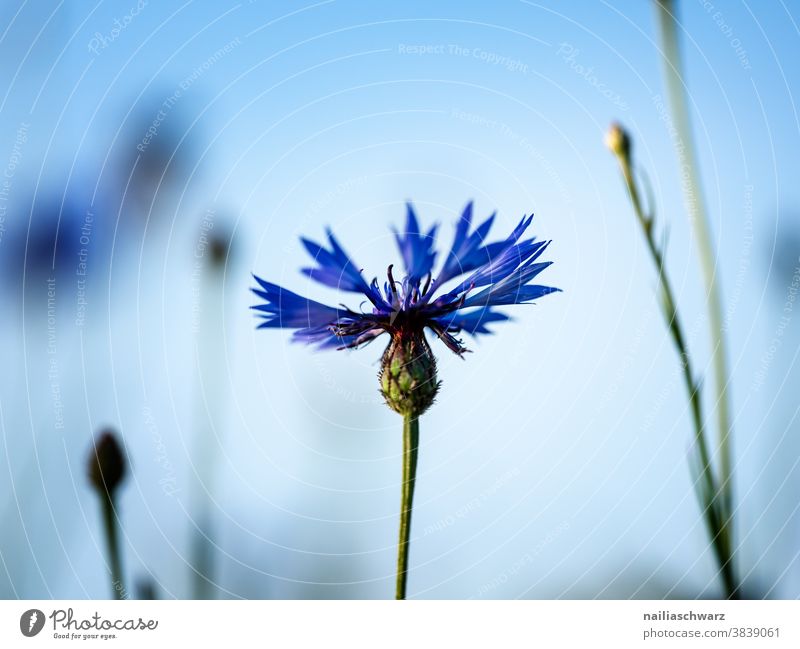 cornflower Sky blue Fresh Meadow Landscape Pure Spring Infinity Park Environmental protection Summer Sun Blossom Nature Plant Flower Blossoming Fragrance
