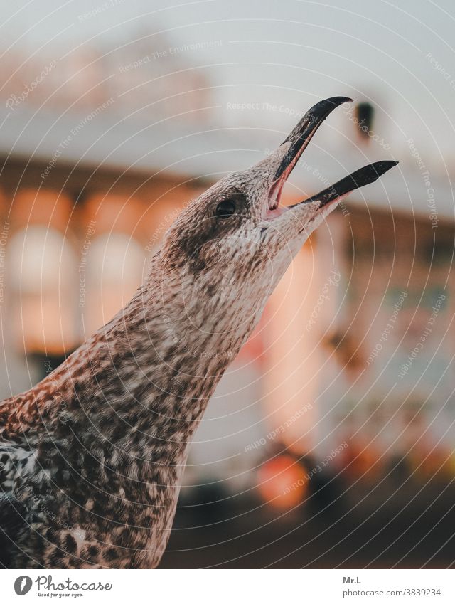 hungry gull Animal Nature Exterior shot Bird Animal portrait Colour photo Deserted Wild animal Animal face Close-up Feather Beak Detail Sunlight Day Light