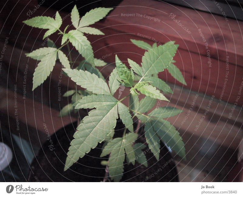 Cannabis Plants Hemp Green Leaf
