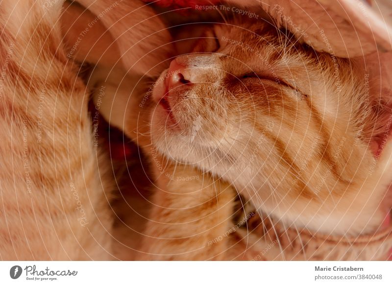 A cute ginger cat comfortably sleeping on a basket during the Autumn Season pet orange lying lifestyle home life indoors kitty love joy carefree warm