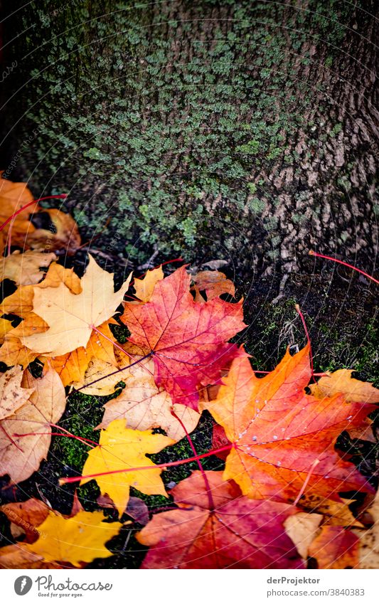 Wet leaves on the tree Lower Saxony Landscape Sightseeing Plant Trip hike Nature Autumn Beautiful weather Environment Hiking Tree Forest Acceptance Trust Belief