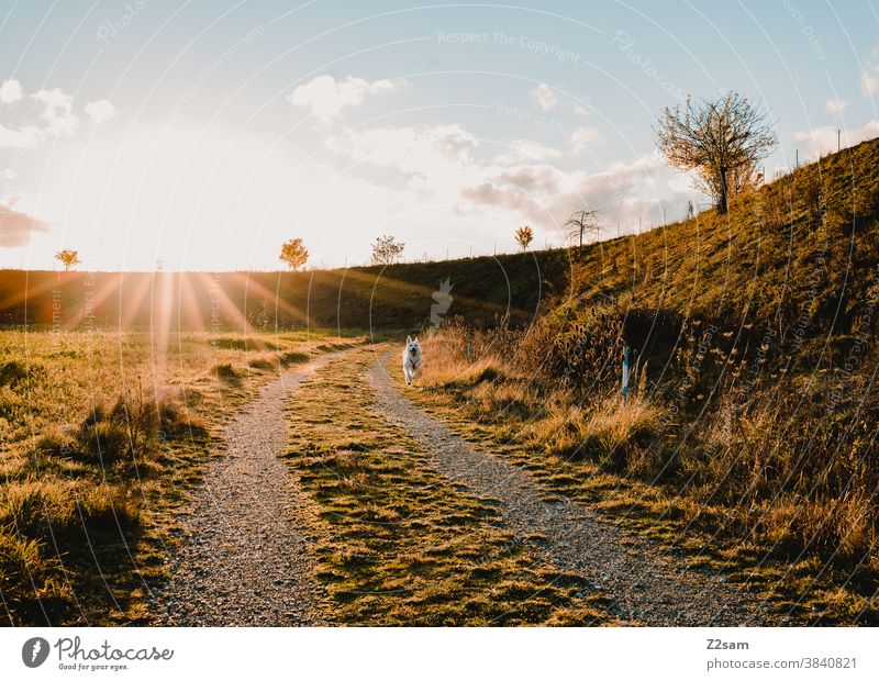 White shepherd dog running in a field in the sunset Walk the dog Dog Shepherd dog stroll Summer Sun Warmth Beam of light Sunbeam Field Nature Landscape Joy