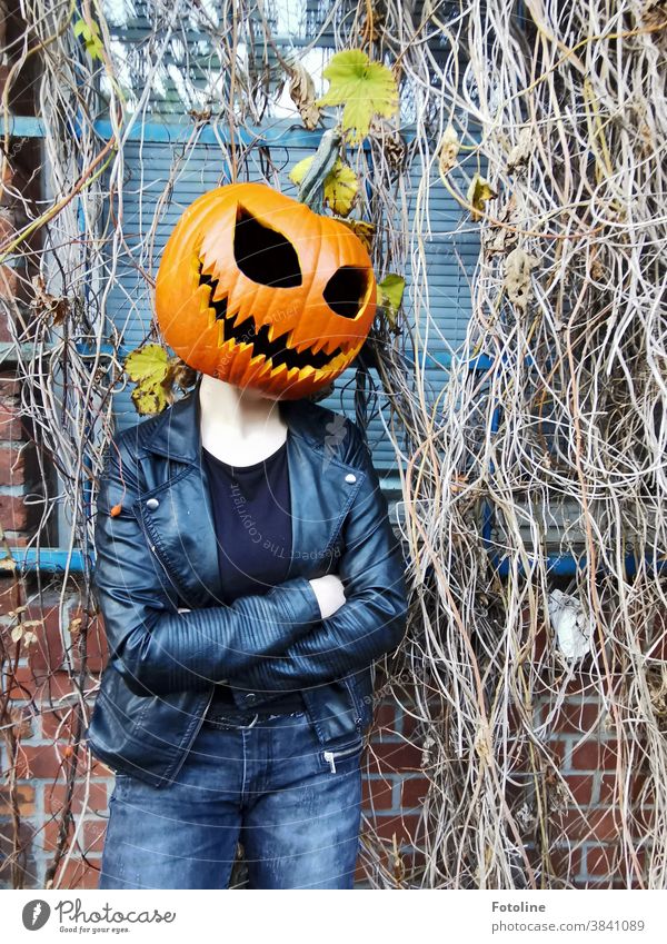 Portrait of a pumpkin lady - or a young woman posing with jeans and leather jacket in front of an overgrown building with a pumpkin as head Hallowe'en Pumpkin