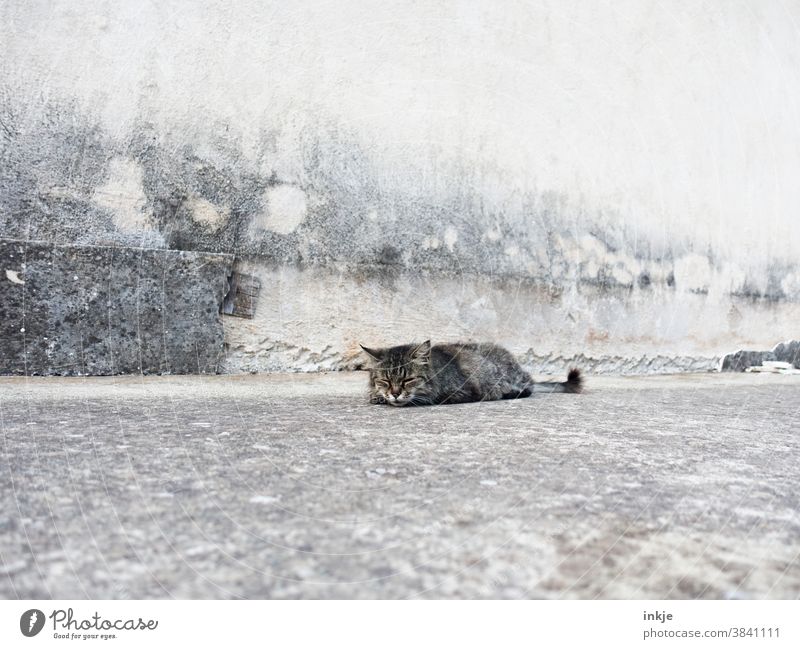 very tired, quite old street cat lies in front of concrete facade and sleeps Exterior shot Colour photo Subdued colour Cat Wild animal Street cat Old Sick Gray