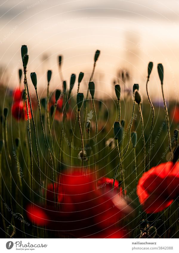 Poppy field, evening Colour photo poppy seed capsules encapsulate sunny Day Sky Flowerbed spring meadow Flower meadow Summery Meadow flower garden flower