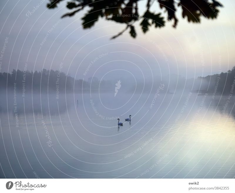 romance Idyll Swan Pair of animals 2 Lovers Serene Swimming & Bathing Float in the water out Dreamily Attachment Long shot Panorama (View) Lake Surface of water