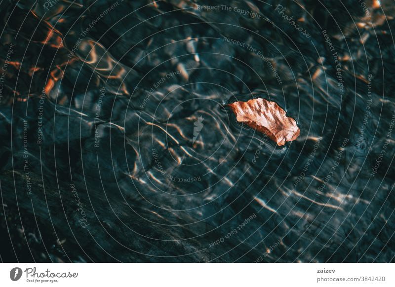 Detail of a brown dried leaf floating on the surface of the water water surface light light reflections water reflections undulations waves underwater aquatic