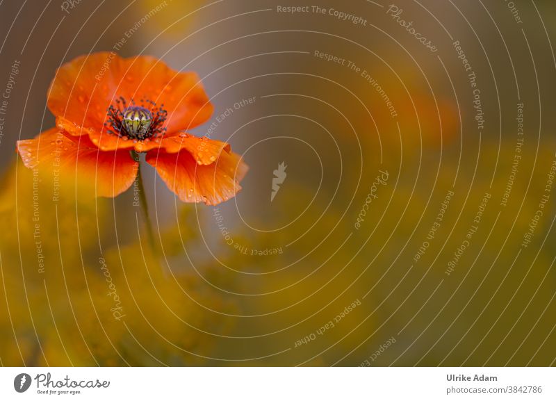 Macro of a delicate red poppy flower with soft background papaver Poppy Poppy blossom Soft Delicate Red Shallow depth of field Copy Space bottom Deserted