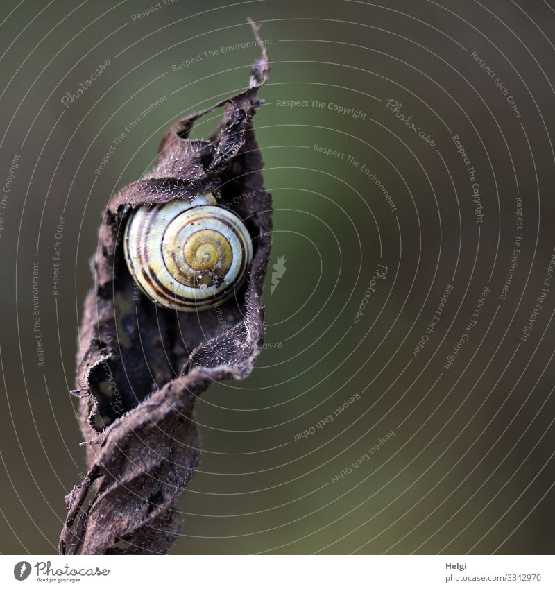 Snail in snail shell has made itself comfortable in a withered leaf Crumpet Animal crawling animal Snail shell ribbon screw Leaf Autumn Dry Nature Colour photo