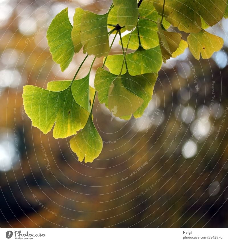 Ginkgo - Autumn colouring of leaves on a ginkgo branch with bokeh Ginko ginkgo leaf Twig Ginkgo biloba Autumnal colours Fan leaf remedies medicine TCM