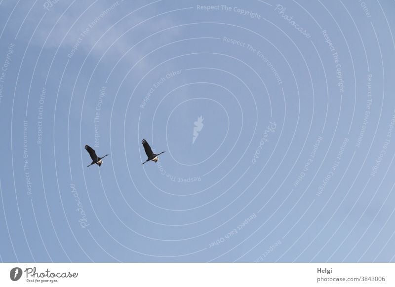 two cranes fly in front of blue sky Crane Bird Migratory bird Sky Blue little cloud Flying Autumn Nature Exterior shot Colour photo Wild animal Deserted Animal
