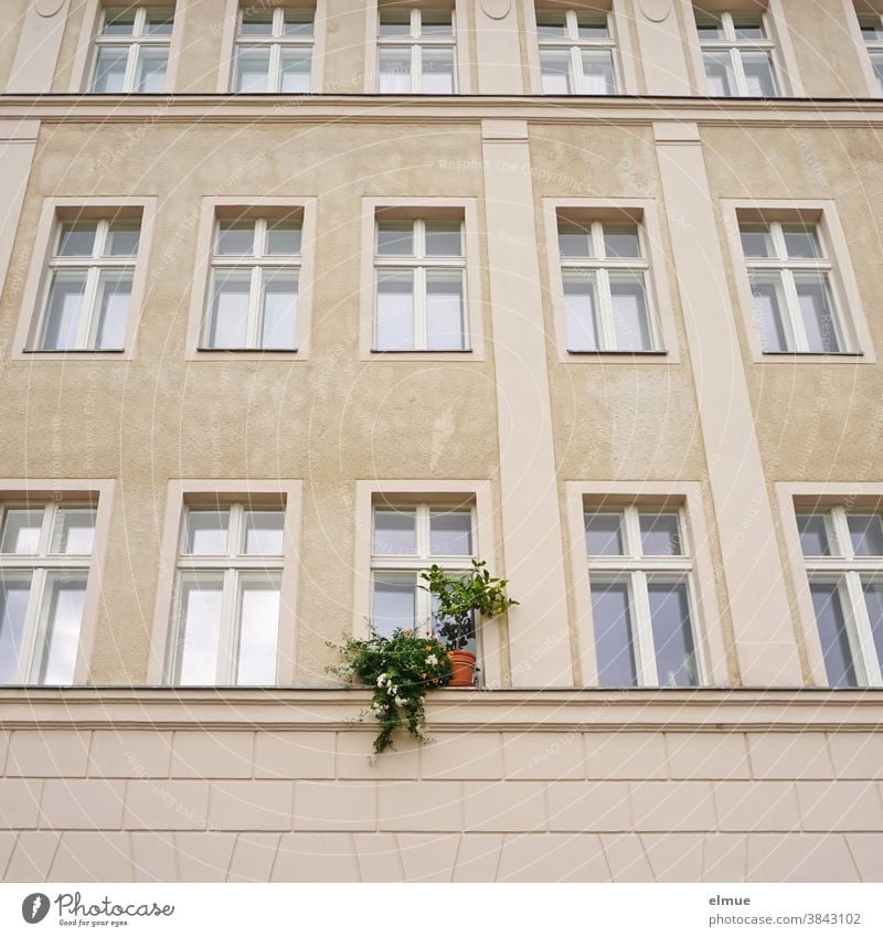 His green plants on the windowsill broke through the almost sterile effect of the window facade of the renovated old building Window WindowFacade Foliage plant