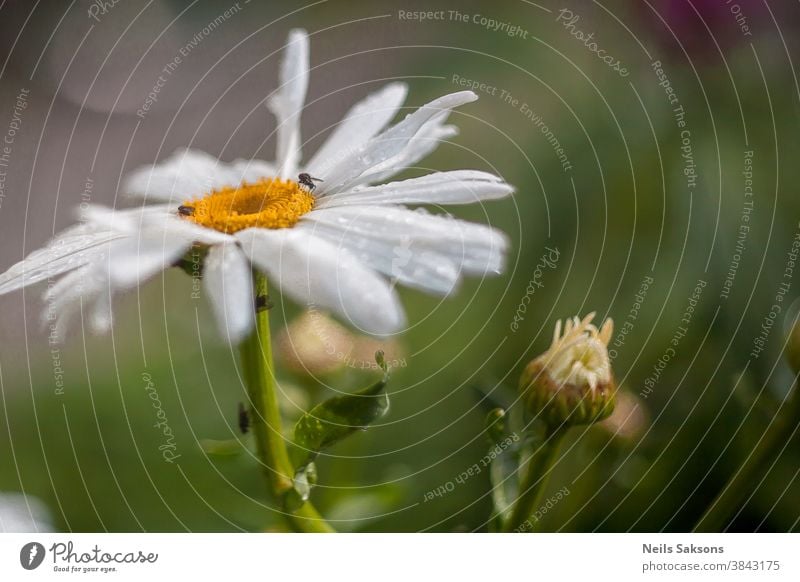 big white garden daisy with small insects on it and a little burgeon Aroma background beautiful beauty beetle business butterfly chamomile courtyard day design