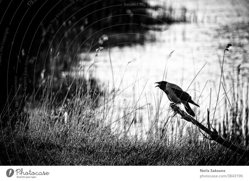 Crow screeching on a dead tree by the lake, black and white Alone art autumn background beautiful beauty big branch bw calm corpse creepy crow death dramatic