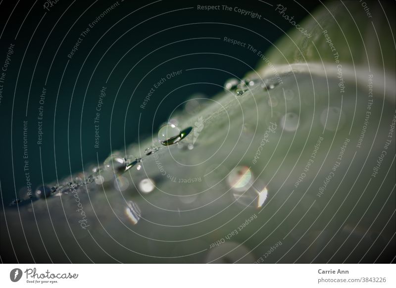 drops of water on the leaf Drops of water Green Leaf Wet water pearls Plant Macro (Extreme close-up) Close-up Nature Damp Exterior shot Dew Colour photo