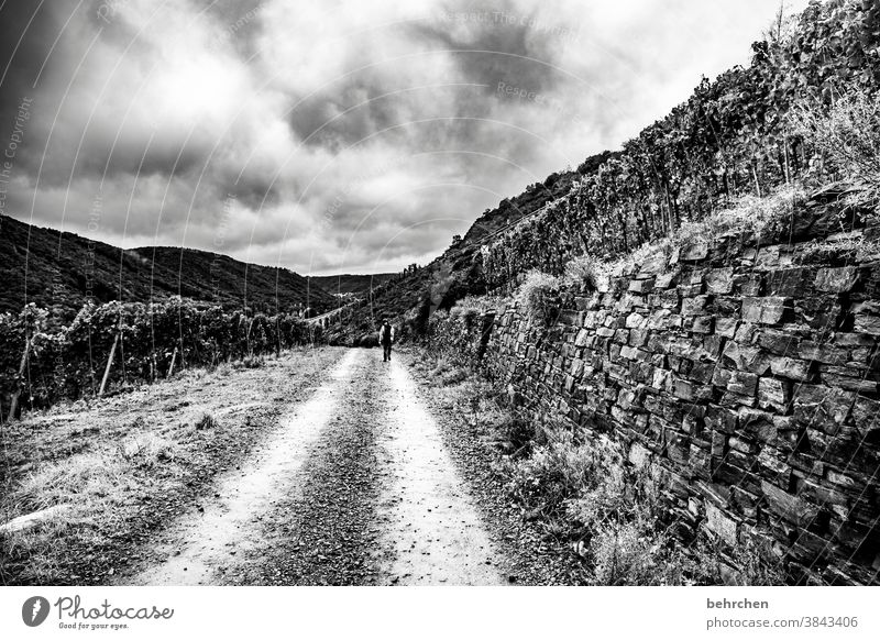 when the way is the goal Lanes & trails Impressive outlook Vantage point Dark Hiking Forest Vacation & Travel Black & white photo Dramatic Nature Exterior shot