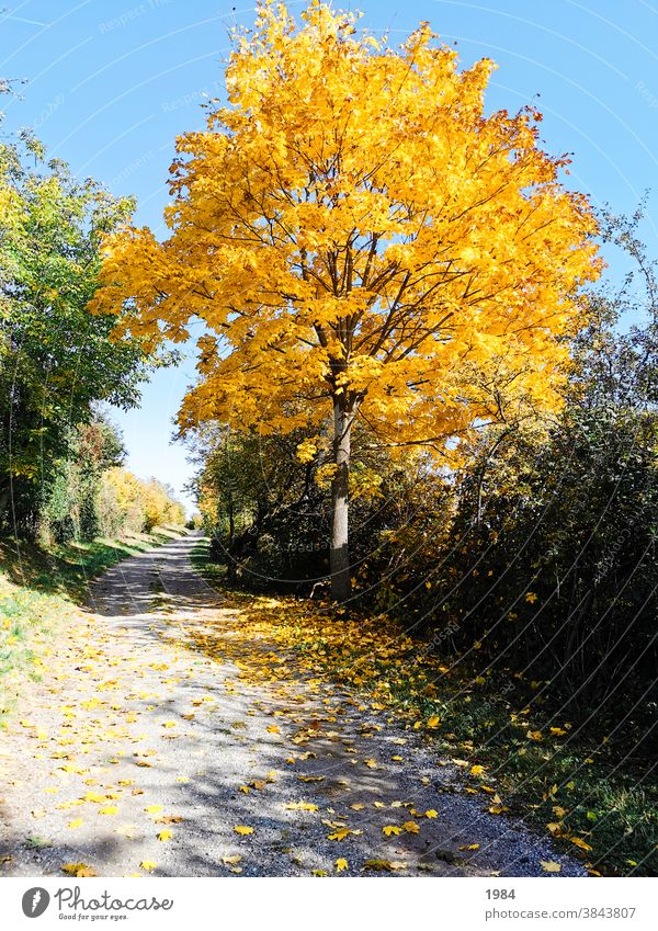 autumn #autumn Yellow Nature Lanes & trails Tree Bwum Colour photo Deserted Landscape Exterior shot Autumn Autumnal Environment Autumnal colours Early fall