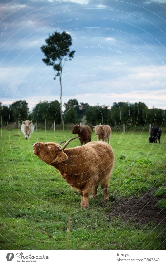A herd of Highland cattle on a pasture. extensive cattle husbandry, grazing, outdoor cows Willow tree organic meat extensive agriculture Landscape Herd