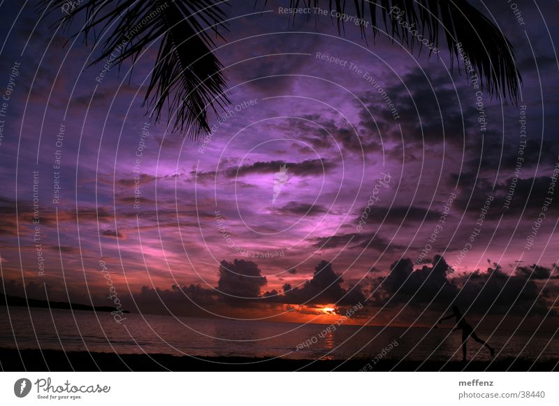 stone's throw Ocean Clouds Sunset Beach Palm tree Throw Evening