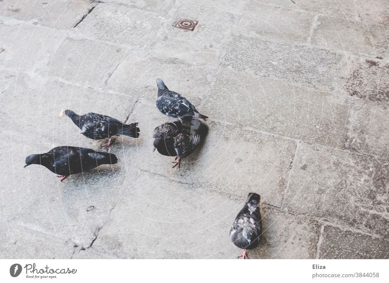 Pigeons on a square pigeons Places Town Wild Italy birds out