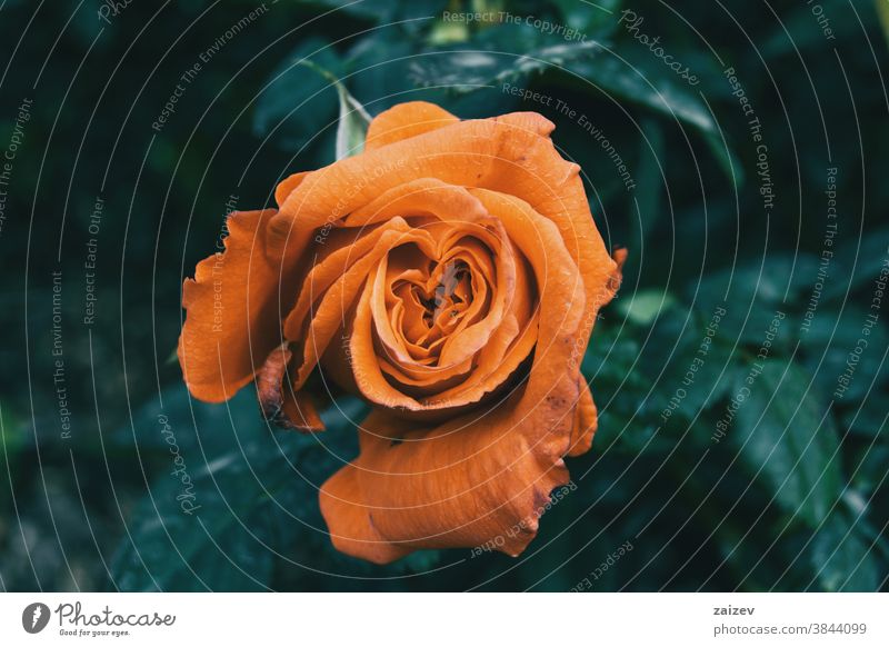 Macro of an open orange rose centered on the picture rosaceae ornamental gardens cut flowers commercial perfume edible vitamin blossom frontal petals pattern