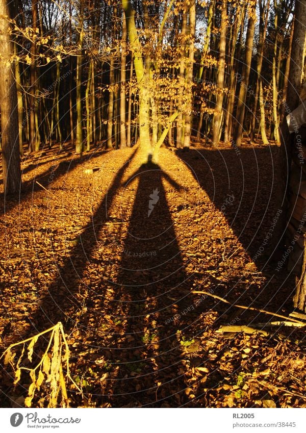 Shadowman_1 Forest Tree Visual spectacle Shadow play Clearing